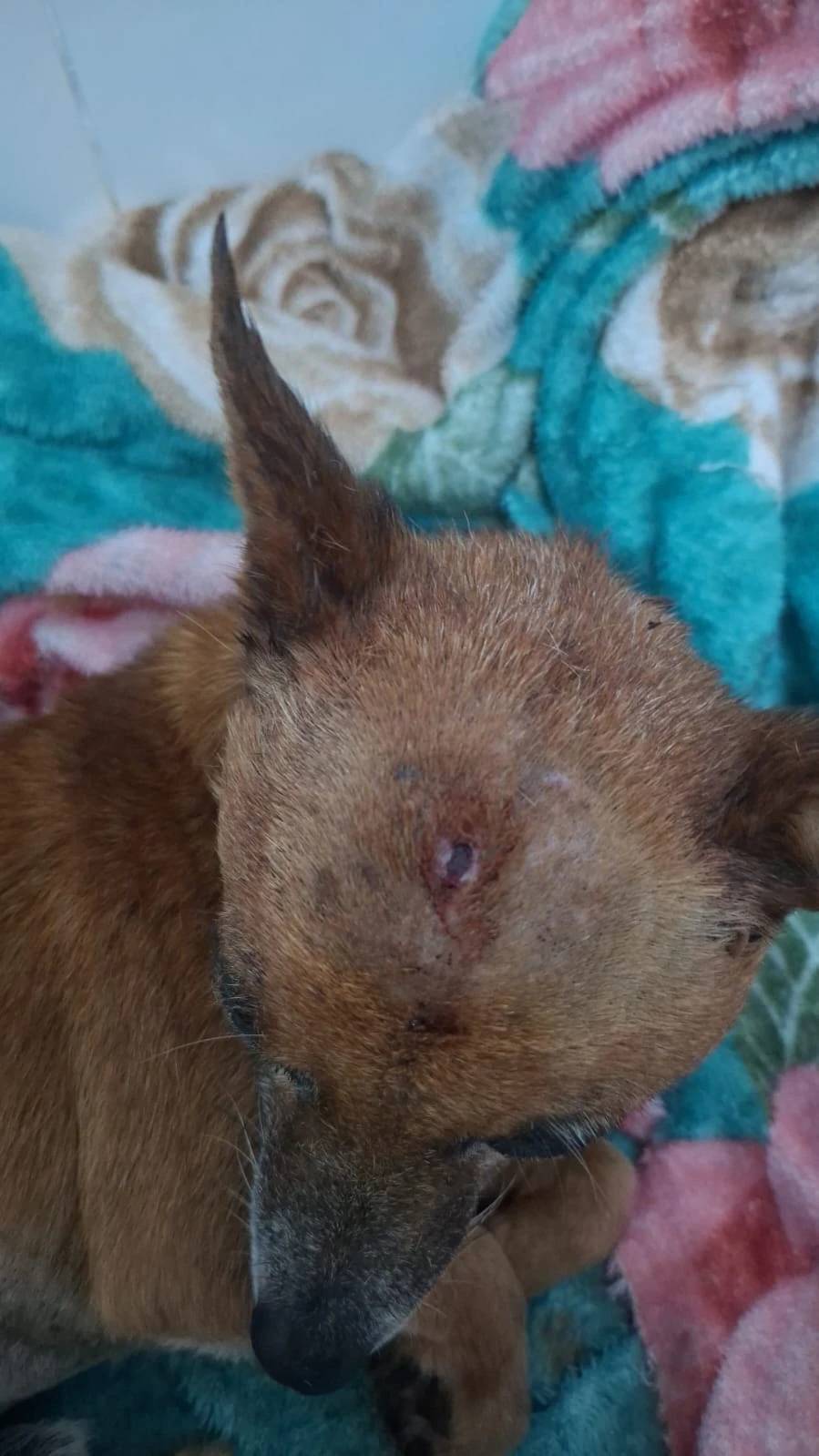 Cachorro é encontrado com sinais de agressão e abandonado dentro de saco; veja vídeos e fotos — foto 6