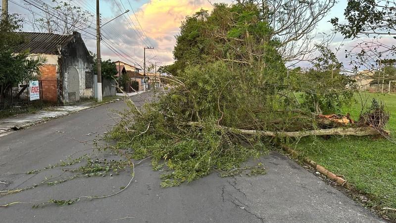 Ventos fortes causam quedas de árvores no Sul do estado