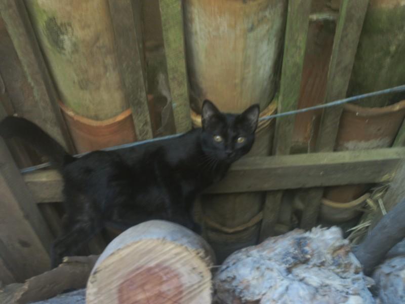 Animal encontrado no bairro São Roque