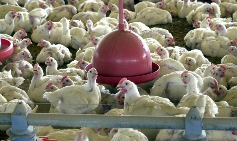 Com rodovias bloqueadas, prejuízo diário no setor de suínos e aves de SC pode chegar a R$ 36 milhões