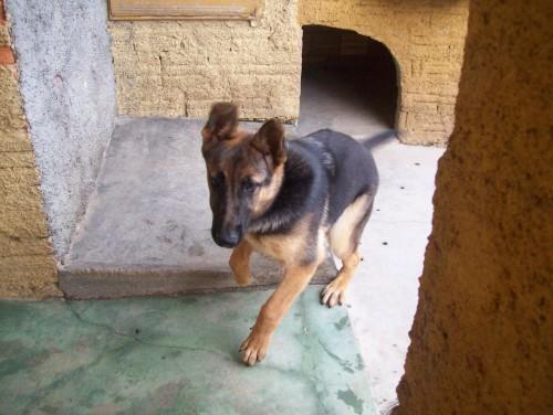 ENCONTRADO! Procura-se Sandy no bairro Metropol em Criciúma