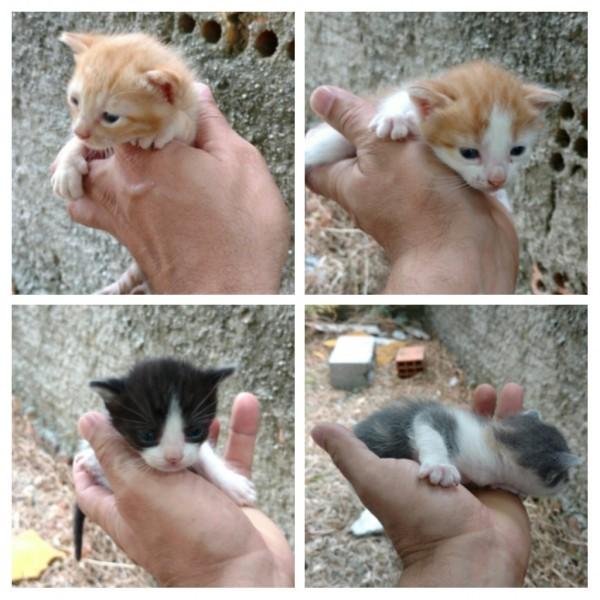 Animal para doação - Bebês