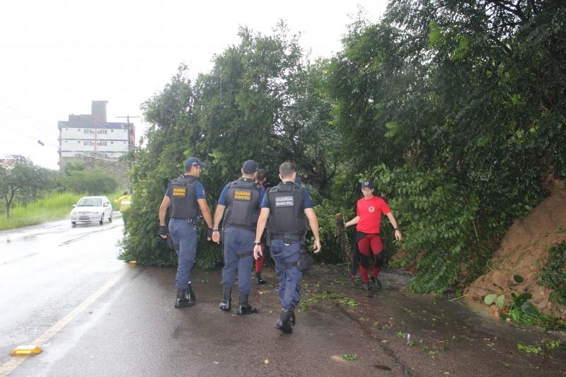 Árvore cai na Álvaro Catão e deixa trânsito em meia pista
