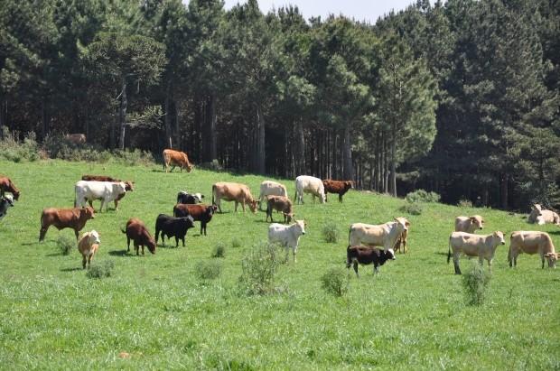 Carne bovina catarinense conquista o mercado internacional