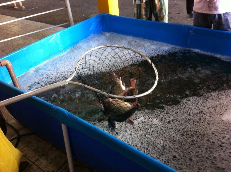 Treviso recebe 1ª edição da Feira do Peixe Vivo