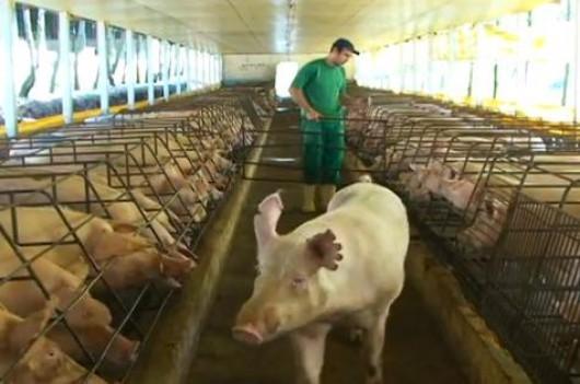 Santa Catarina registra maior preço de carne suína para produtores em 2012