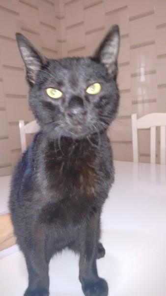Animal encontrado no bairro Pinheirinho