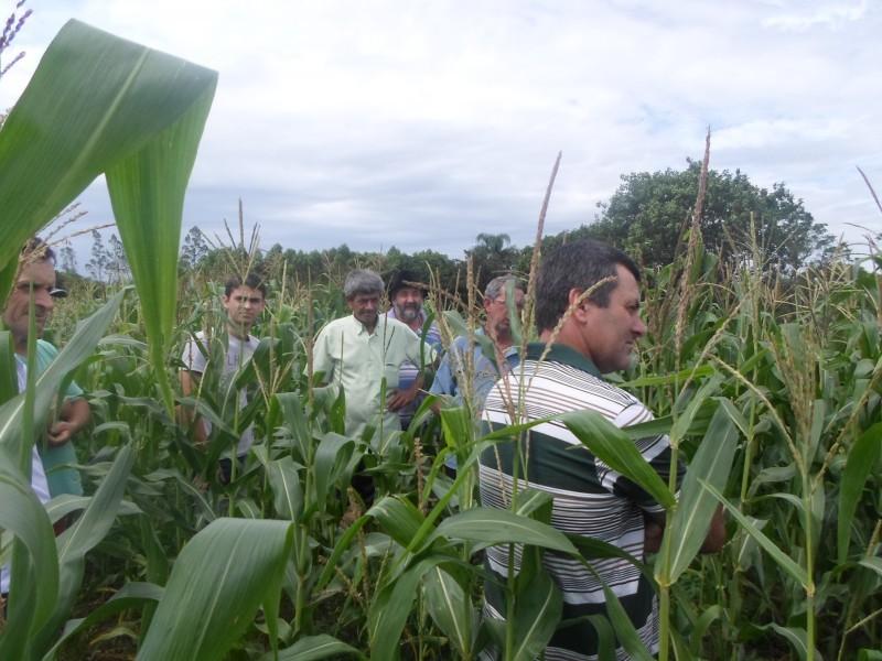 Produção agropecuária familiar movimenta mais de R$ 1bi
