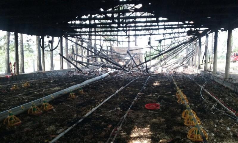 Incêndio em aviário gera prejuízo de cerca de R$ 60 mil