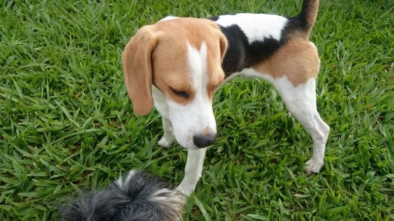 Animal encontrado no bairro Verdão