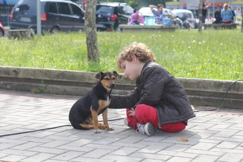 Chipagem auxiliará no controle populacional de animais