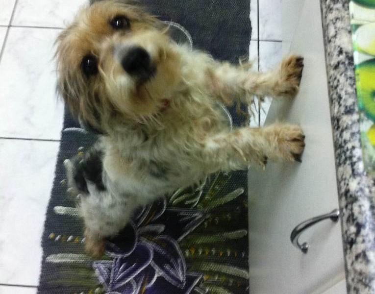 Animal encontrado no bairro São Luiz