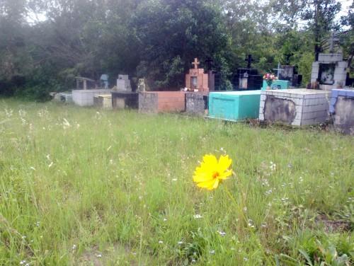 Capelas dividem espaço com o mato em Siderópolis