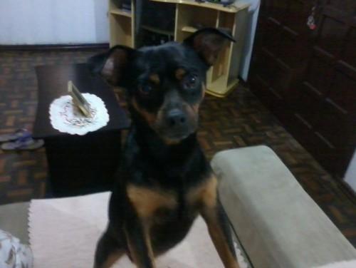 ENCONTRADO!!! Procura-se Duque no bairro JARDIM ANGÉLICA em CRICIÚMA