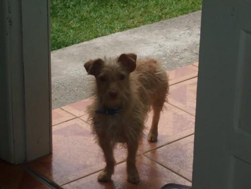 Procura-se Lupi no bairro Jardim União em Criciúma