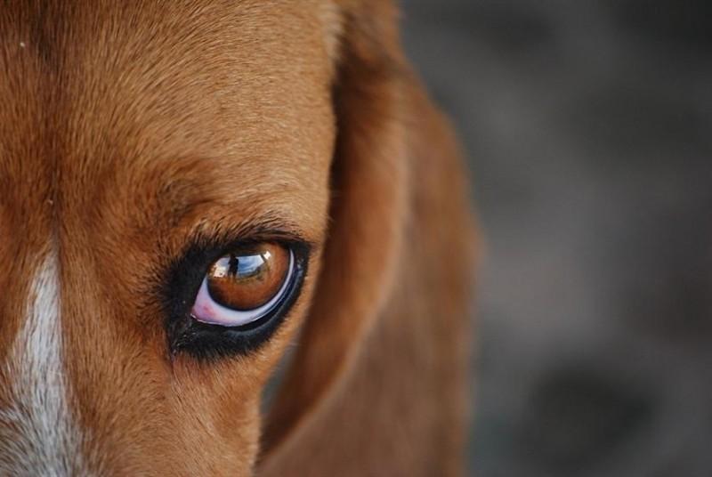 Prefeitura intensificará recolhimento de animais de rua