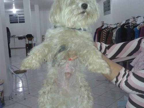 Poodle pequeno perdido