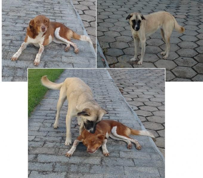 Animal para doação - Luna E Bola