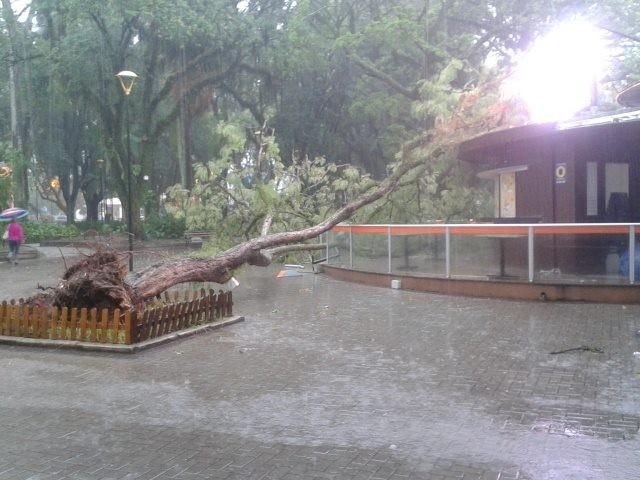Árvore cai sobre quiosque na praça Nereu Ramos, em Criciúma
