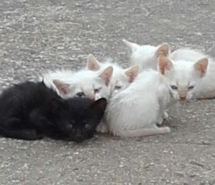 Animal para doação - Ninhadinha De Gatos