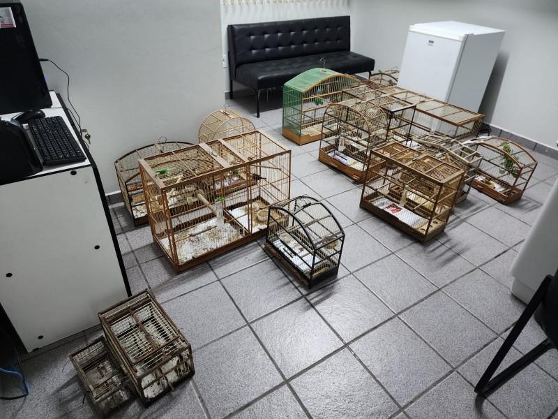 Criciúma: aves silvestres são encontradas em residência e apreendidas pela Polícia Civil