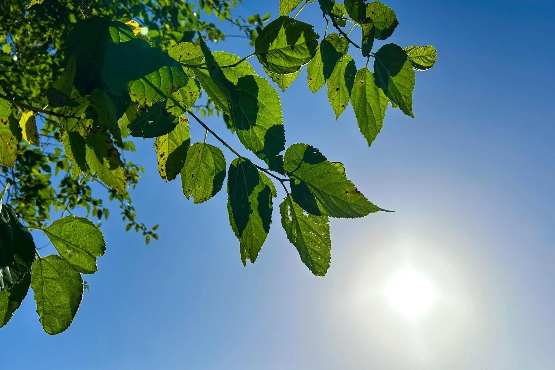 Último sábado de verão terá sol e temperaturas em elevação em Criciúma
