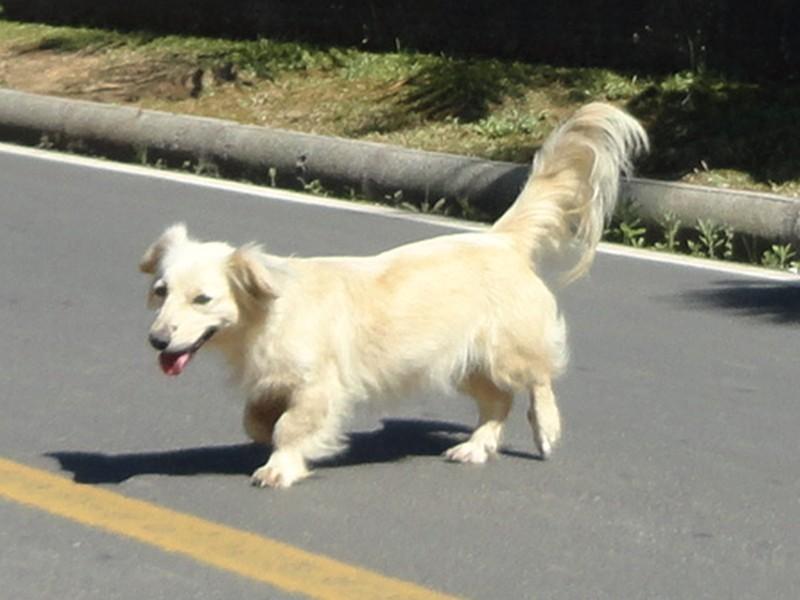 Animal encontrado no bairro Vila Feltrin - Prox Aeroporto