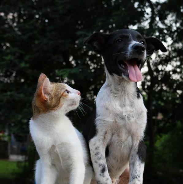 Mutirão de castração de cães e gatos acontece no dia 13 de julho