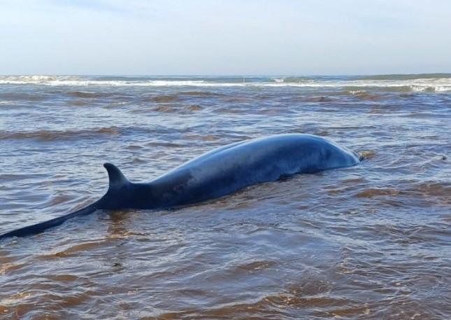 Apesar de esforços de órgãos ambientais, baleia encalhada em Jaguaruna morre 