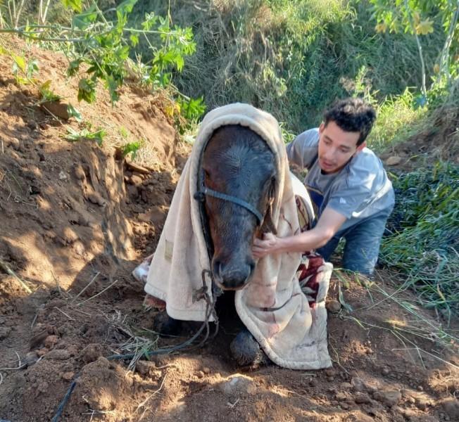 Bombeiros de Morro da Fumaça resgatam cavalo caído em vala 