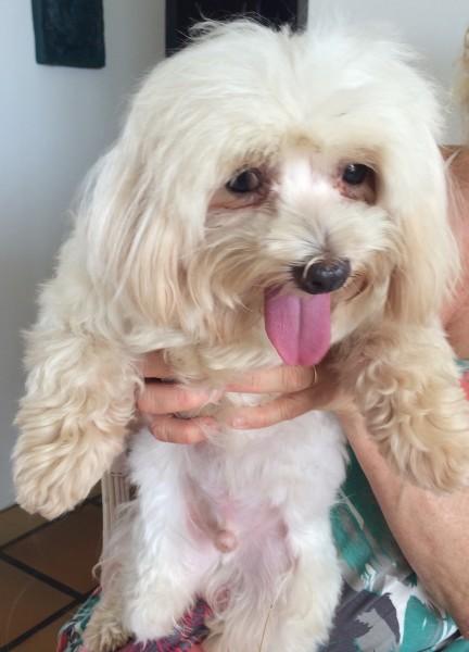 ENCONTADO! Animal encontrado no bairro Zona Sul