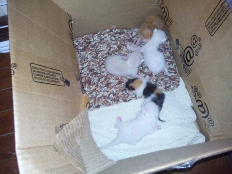 Animal para doação - Gatinhos Para Adoção
