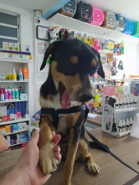 Animal para doação