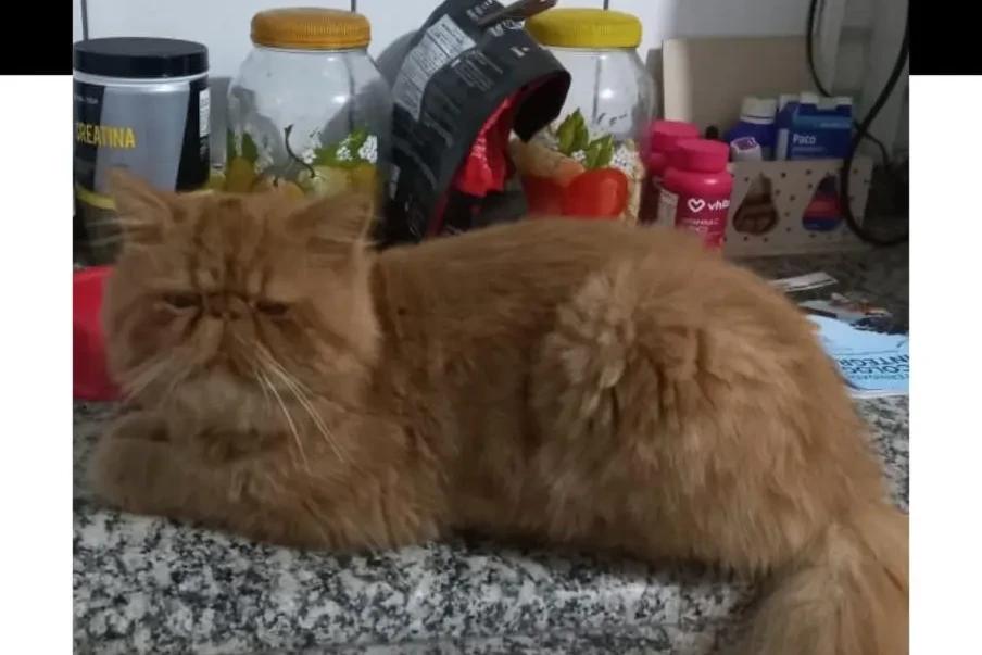 Procura-se Ferrugem