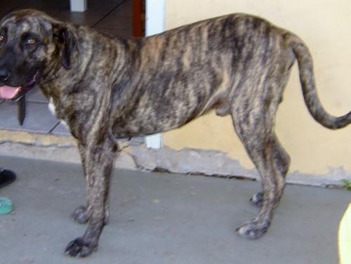 Doação de Fila Brasileiro
