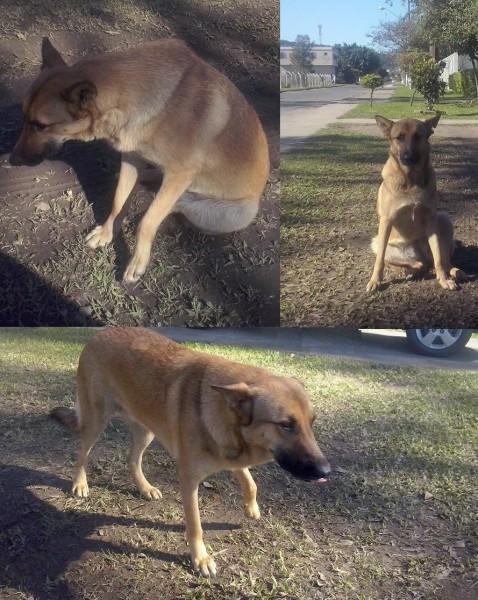 Animal encontrado no bairro São Luiz