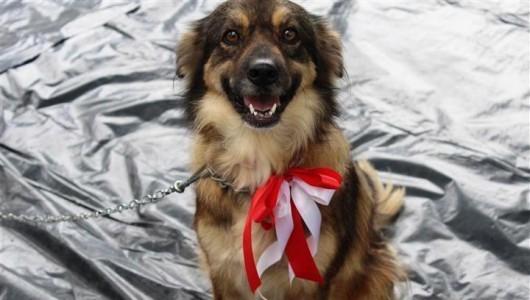 Feira de adoção de cães e gatos no Nações Shopping neste sábado