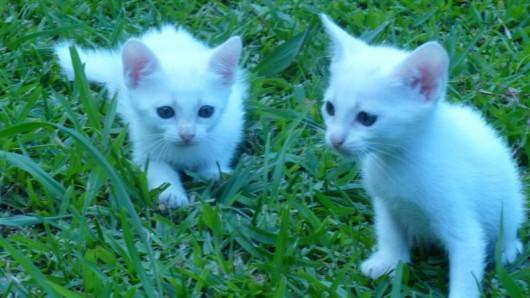 Gatinhas para adoção