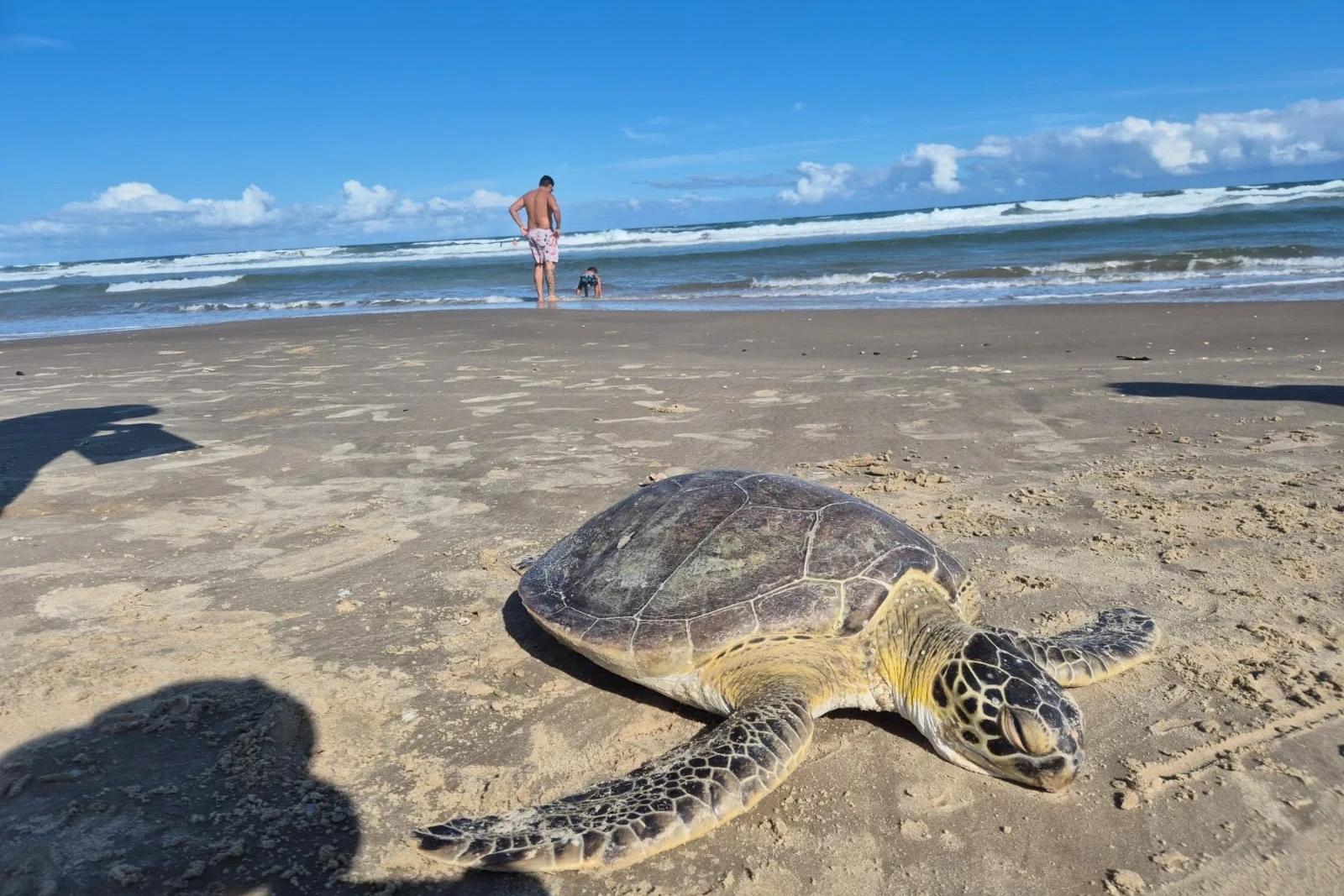 Tartaruga-verde morre após encalhar em Balneário Arroio do Silva; veja vídeo e fotos