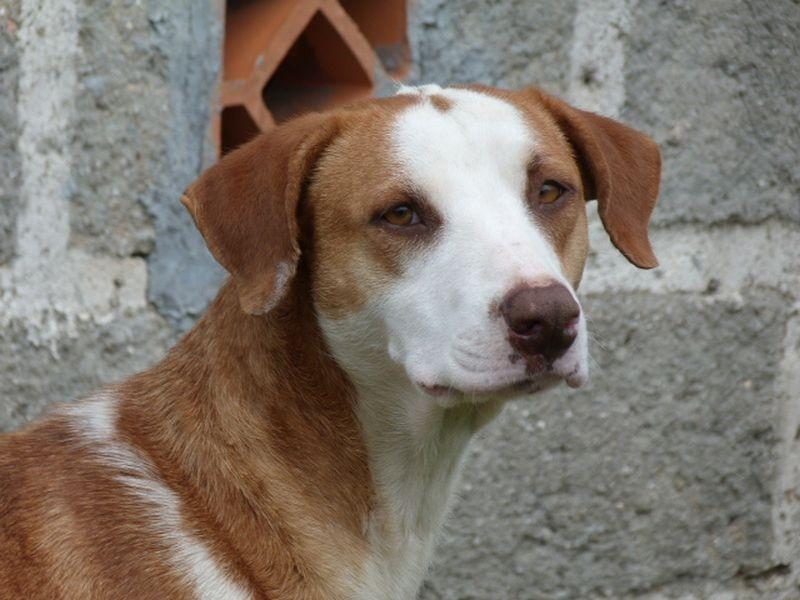 Animal encontrado no bairro Vila Rica