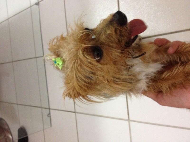 Animal encontrado no bairro Mineira 