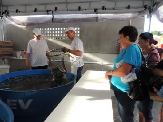Feira do Peixe Vivo acontece em novembro, em Urussanga