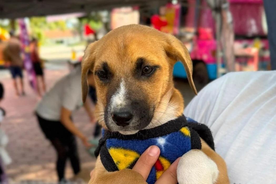 Feira de Adoção de cães e gatos da Ong Amigo Bicho acontece neste sábado
