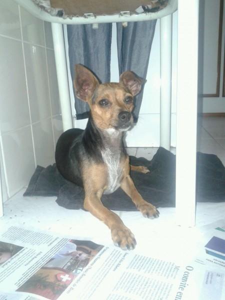 Animal encontrado no bairro Comerciário