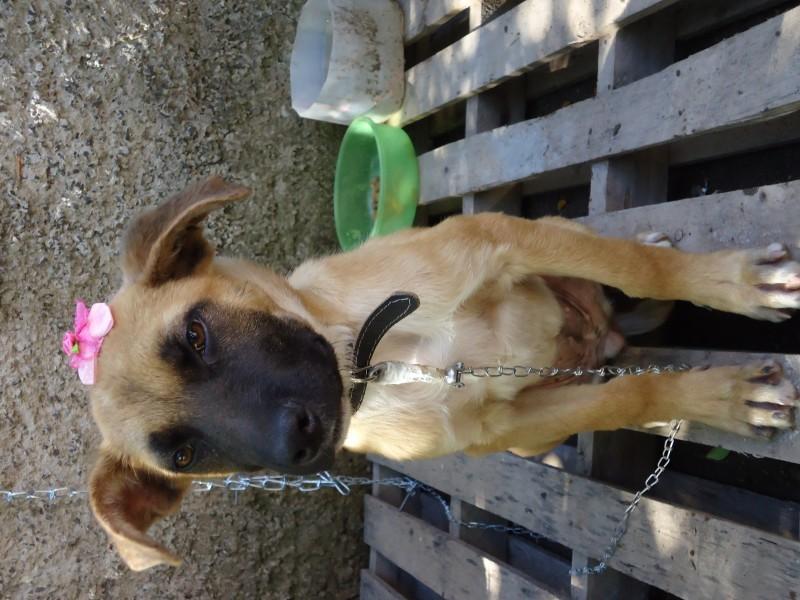 Animal encontrado no bairro Santa  Luzia 