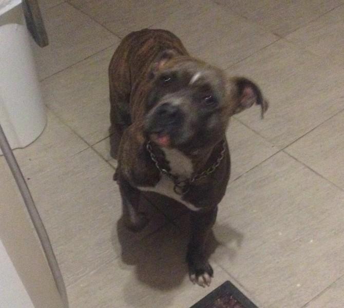 Animal encontrado no bairro São Simão