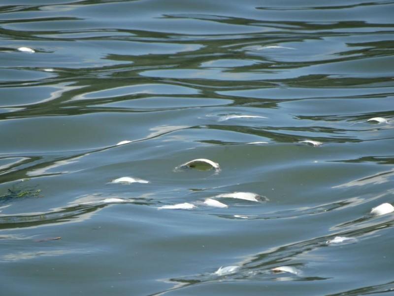 Causa da mortalidade de peixes na região de Tubarão ainda é desconhecida