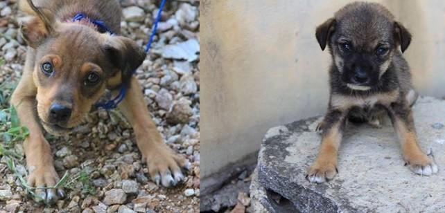 Cãezinhos para adoção