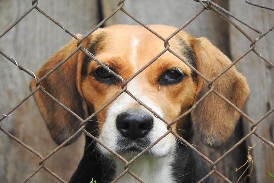 Decisão do TJ proíbe remoção de abrigos para cachorros da Praça Nereu Ramos
