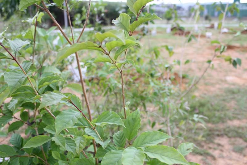 Famcri implanta pomar de árvores frutíferas no Parque das Nações